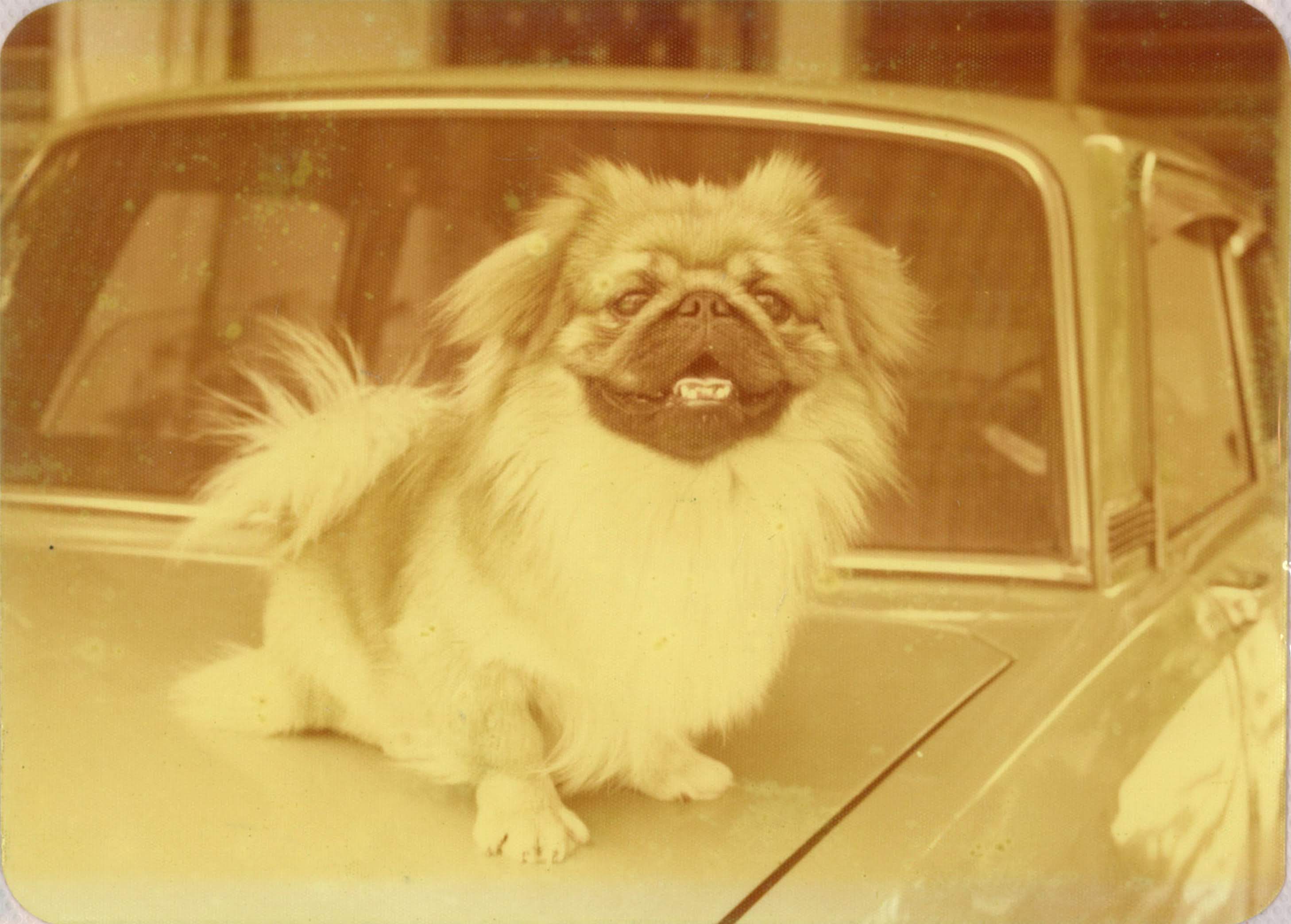 small dog