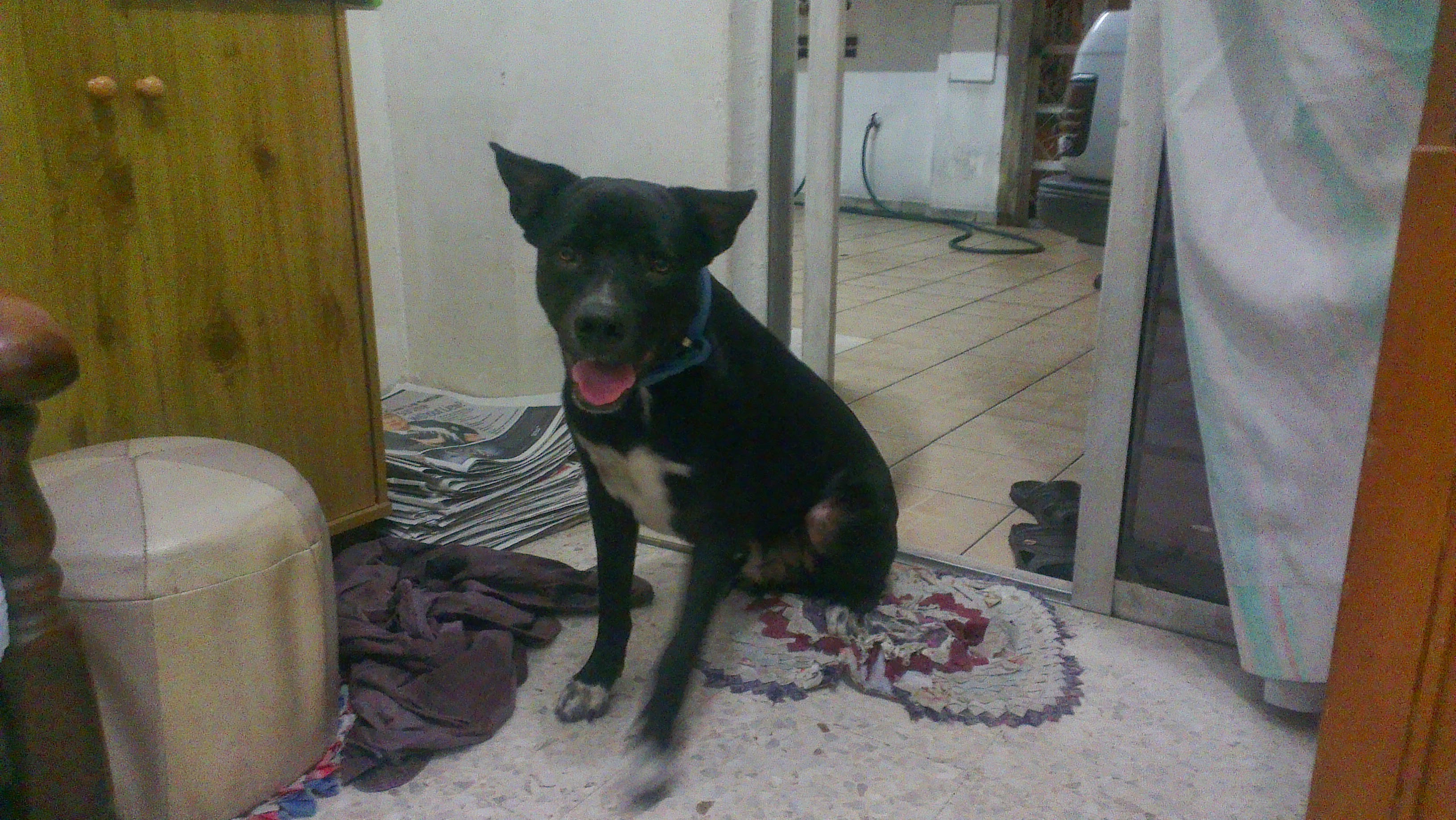 Rottweiler