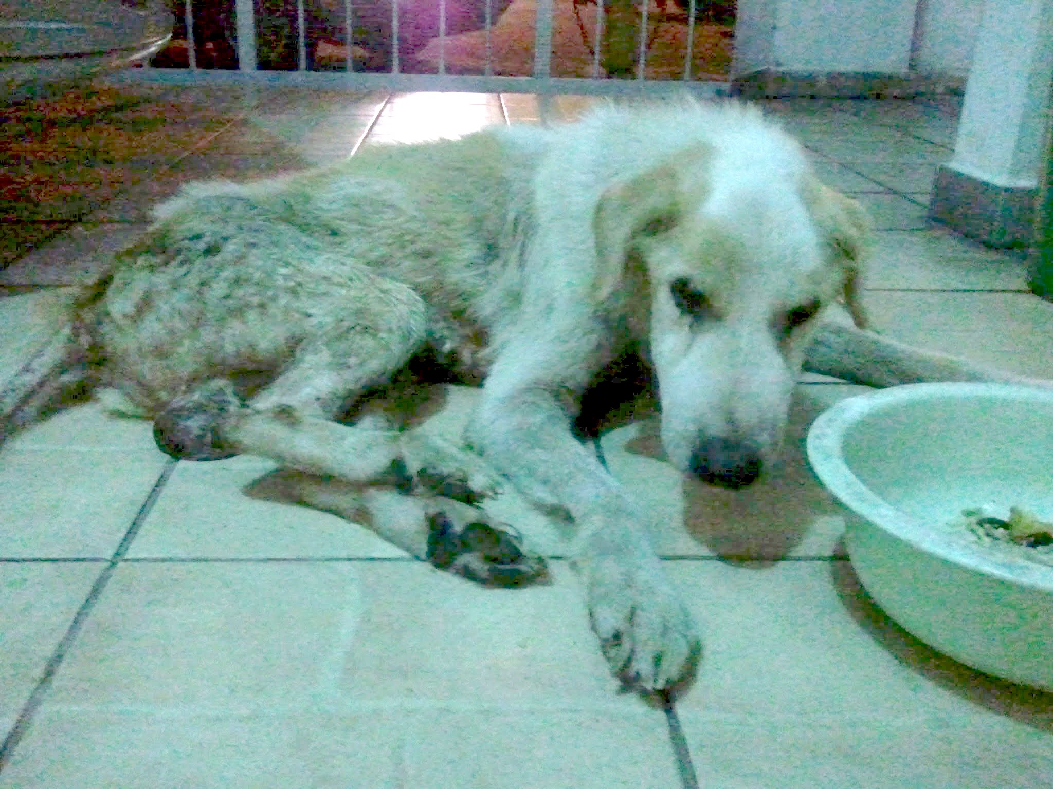 Benji